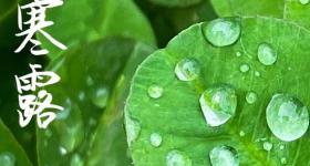 2023年寒露会下霜吗 今年寒露下雨了吗