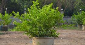 清香胡椒木的养护方法和注意事项