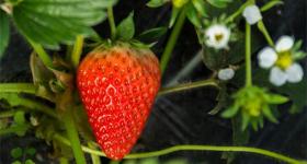 冬季自己在家怎么用盆子种草莓？