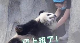 坏消息：明天上班！好消息：再上19天班又放假了！不调休！