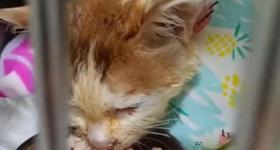 不幸消息传来！重庆掉进火锅的猫咪不治身亡