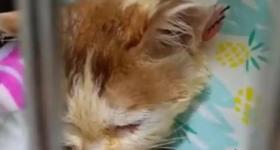 掉入火锅的猫咪“五一”已不治身亡 店方已赔付客人几万元