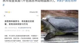 国内一民间公益组织十万元悬赏寻找斑鳖，团队负责人回应