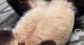 大熊猫“双双”被游客扔玻璃瓶？重庆动物园回应