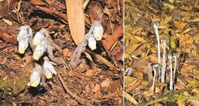 贵州发现罕见幽灵之花:一生潜伏地下仅开花时钻出腐殖层