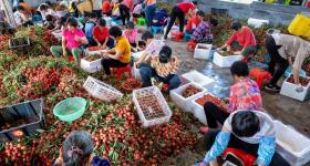 商家一上午卖出200多箱荔枝 老板直言：一天一个价