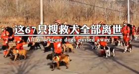 汶川地震67只搜救犬已全部离世:感谢为人类拼过命的小英雄