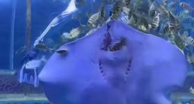 海洋馆回应魔鬼鱼上班吃同事