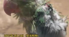 北京动物园一小鹦鹉被拍到头顶光秃，皮肤裸露疑似抑郁