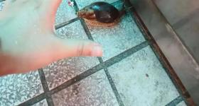 别碰！别吃！别养！一只就携带100条虫，看到赶紧远离
