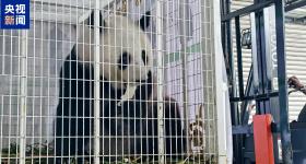 欢迎回家！旅马大熊猫“福娃”和“凤仪”启程回国