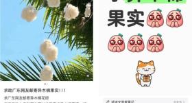 这里树上长的“小绵羊”火了！全国网友都在求邮寄