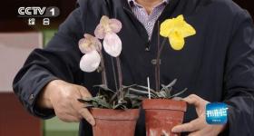 什么花一株能卖1万美元，还能吃→