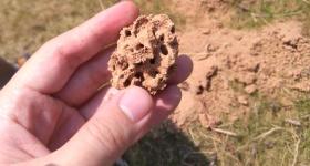 街头已出现！发现请立刻远离