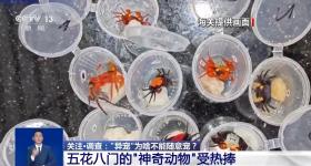 @铲屎官们 养宠物不可任性，这些行为违法了