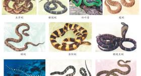 蛇咬、虫蜇……医生告诉你如何应对常见动物伤害