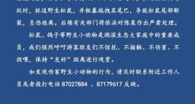 西湖边松鼠被伤害事件，刚刚官方发布最新情况说明