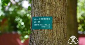 “铁生的朋友”莫言，真的在地坛认养了一棵银杏树