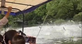 西湖频现鱼跃龙门 景区:近年少见