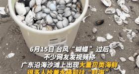 台风过后，生蚝、扇贝上岸……捡海鲜？紧急提醒