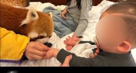林业局叫停酒店小熊猫叫早服务：仍存有野性，有伤人可能