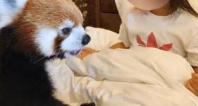 重庆一酒店提供小熊猫叫早服务引争议！当地林业局回应
