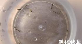 8岁女童持续呕吐活虫一个多月，元凶竟是卫生间小黑虫！