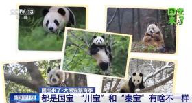 都是国宝黑白团子，“川宝”和“秦宝”有啥不一样？