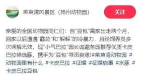 网红“豆包”全国征婚：无需彩礼有编制，嫁妆为“豪华别墅”