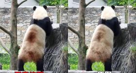 大熊猫背上有“血洞”？熊猫中心紧急发文