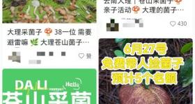 苍山脚下“小菌子”被游客薅秃了，当地称每天都有人巡查