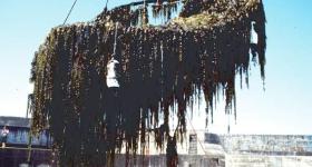 海带竟然不是植物？！那是个啥？
