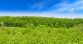 汤阴北艾：千年仙草的养生秘籍丨这一站·老家有礼