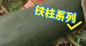 抱冬瓜睡觉能降温？但千万别选错品种