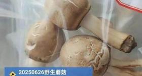 重要提醒！这种毒蘑菇在河南广泛分布，误食可致器官衰竭