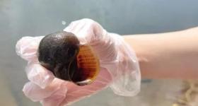 河南等多地已出现！寄生虫多达6000条，千万别乱吃