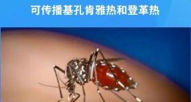 不可小看的蚊子！