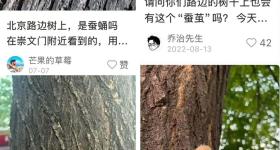 在路边看到这种黑色的蛹千万别动 网友：有“编制”