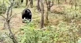 云南一地多次发现“熊出没”，镇政府：非必要不入山