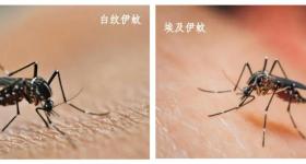 高烧+关节剧痛+皮疹？警惕基孔肯雅热！佛山已超千例感染