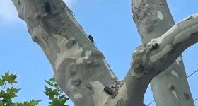 “被蝉滋了一身尿，有毒吗？”最新回应