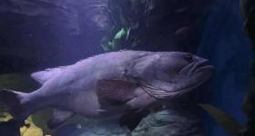 上海海洋水族馆元老级石斑鱼离世