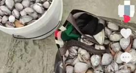 “捡不完根本捡不完”，人手一个桶，提醒：尽量不要吃