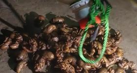 最近河南多人中招，直呼恶心！专家：今年是“大年”！