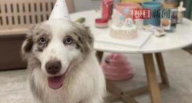 狗狗被宠物店放在烘干箱一小时烤死？主人：对方曾谎称是中暑