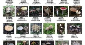 雨后大量出现！别摘、别吃，或可致多器官衰竭