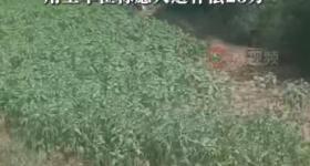 54岁农民工在工地附近如厕被气枪击杀，肇事者自首