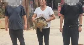 出逃被人抱走的宠物龟找到了 民警两天两夜寻回