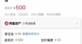 狸花猫“卖身”抵债，起拍价500元，宠物店：法院送来寄养