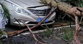 3女子贵州买房避暑 被树砸致1死2伤